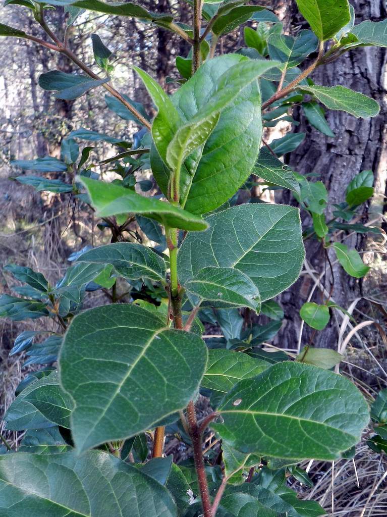 Lido di Venezia : Viburnum tinus